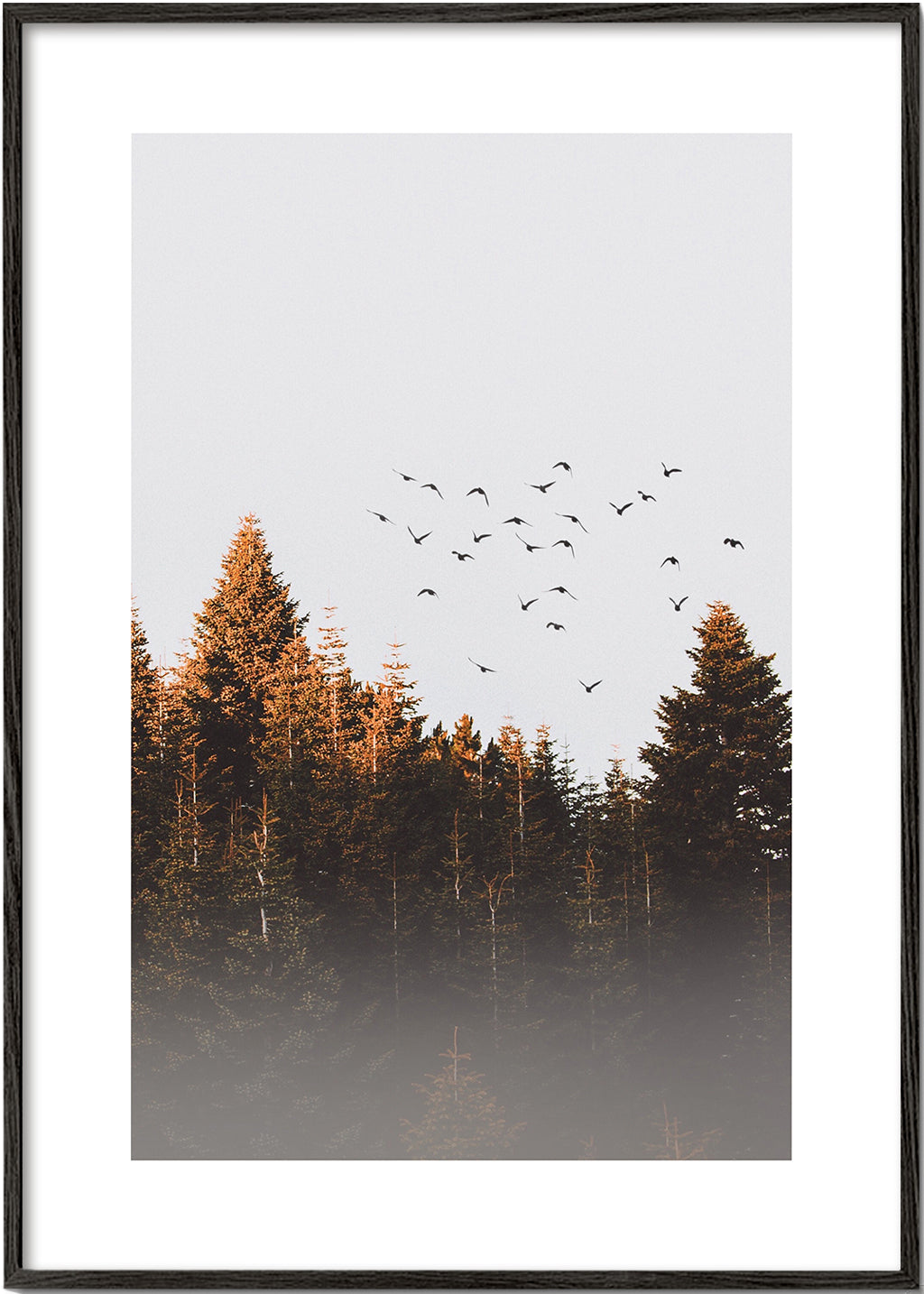 Birds above the forest