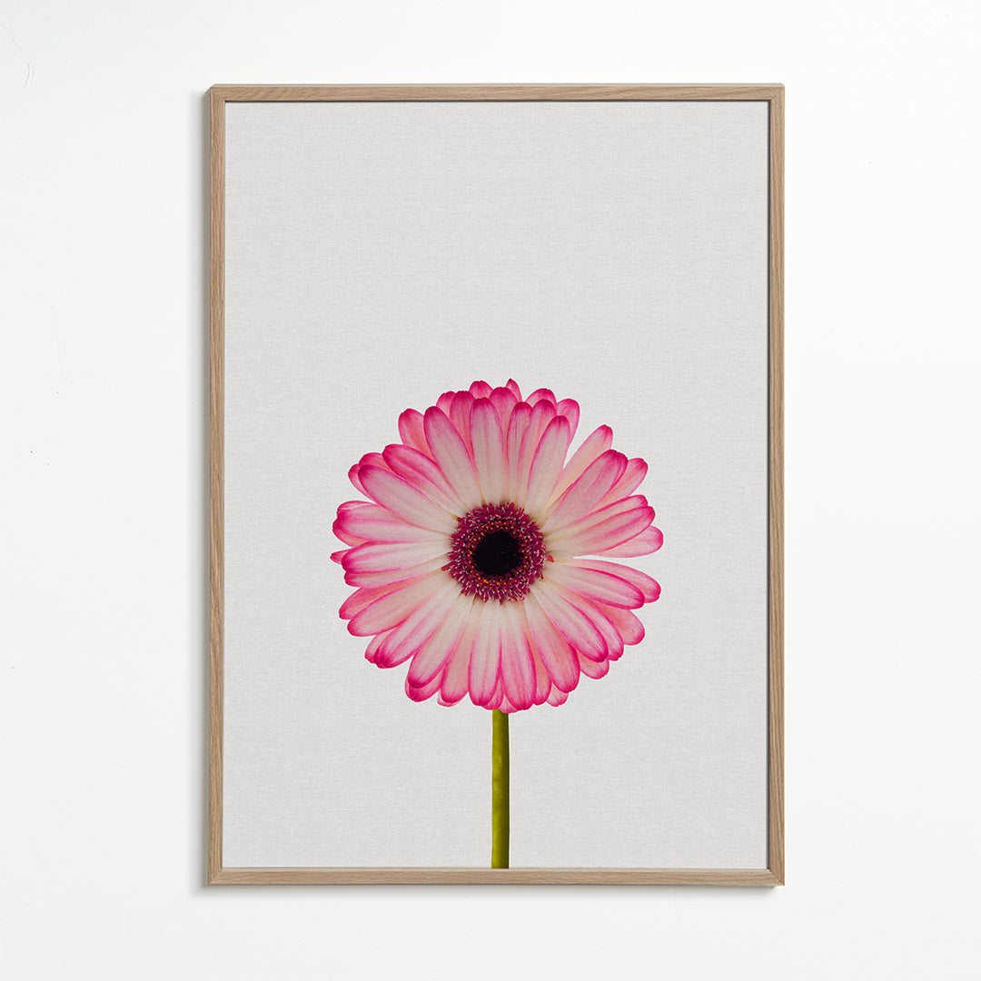 Daisy still life