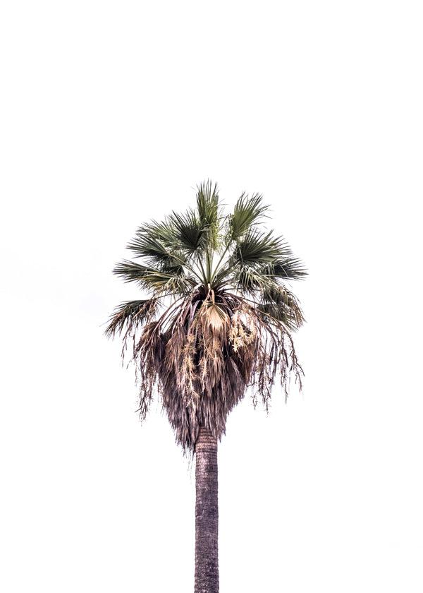 Palm beach 2