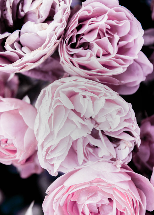 Pink Flowers II 2