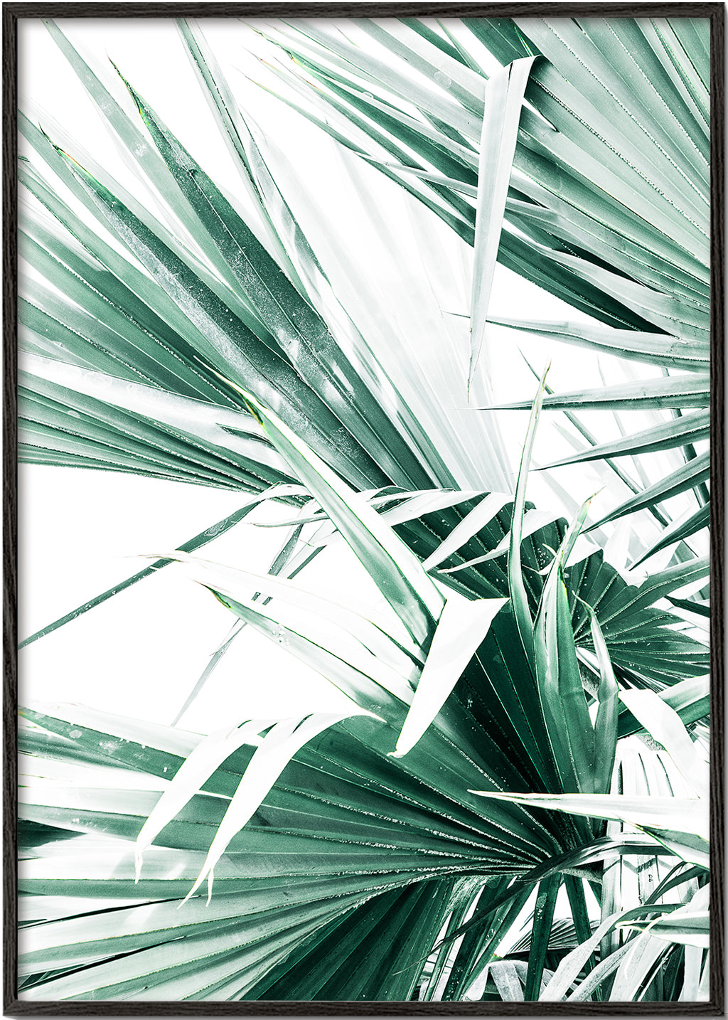 Palm Leaves