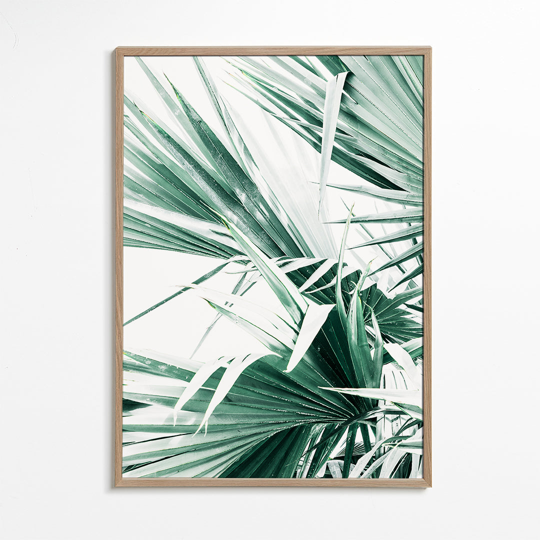 Palm Leaves