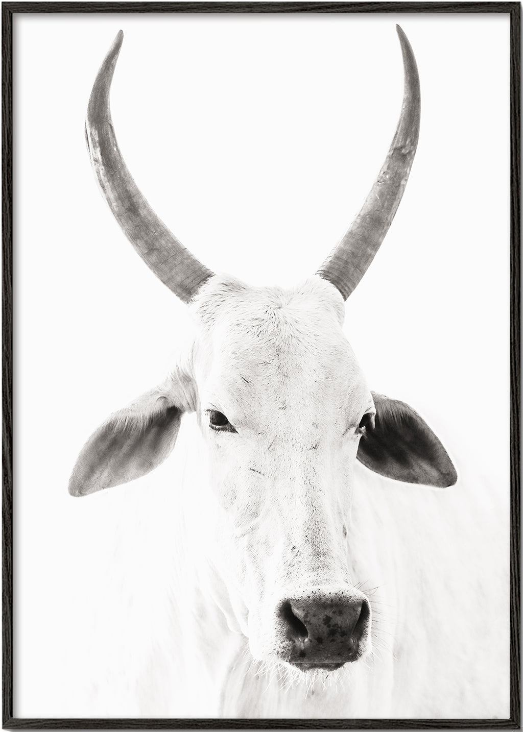 White Cow