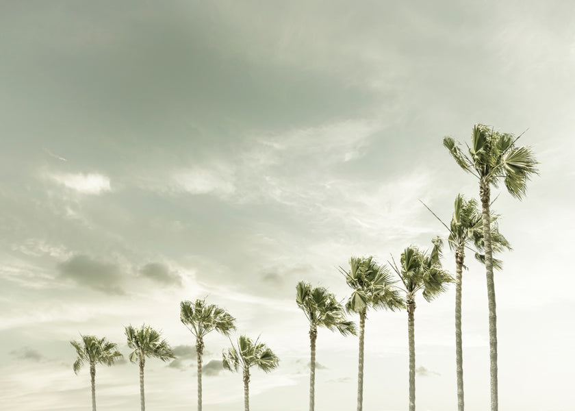 Vintage Coastal Palm Trees