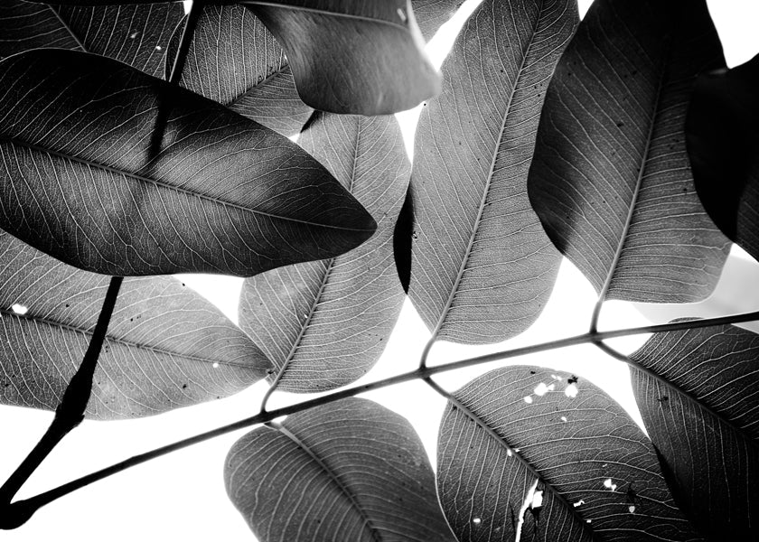 Branches and Leaves, 2016, 3