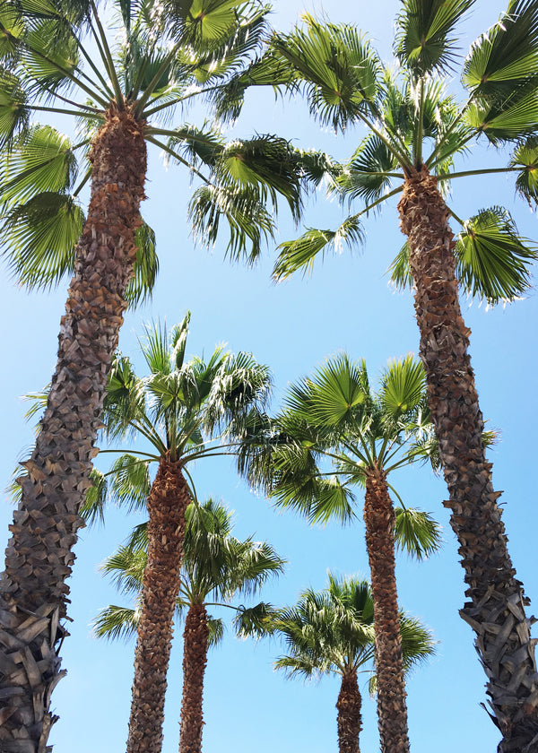 Venice Beach