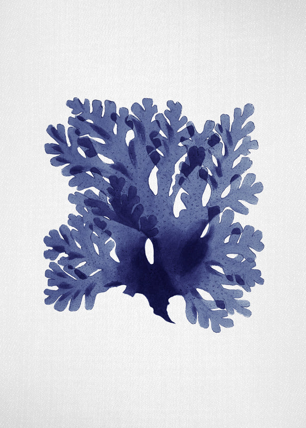 Seaweed 1