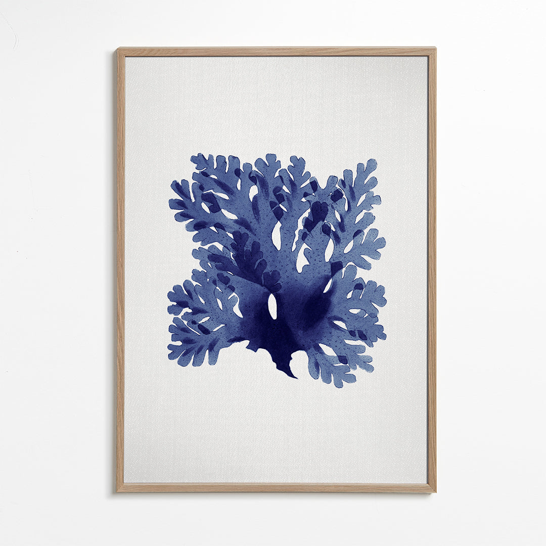 Seaweed 1