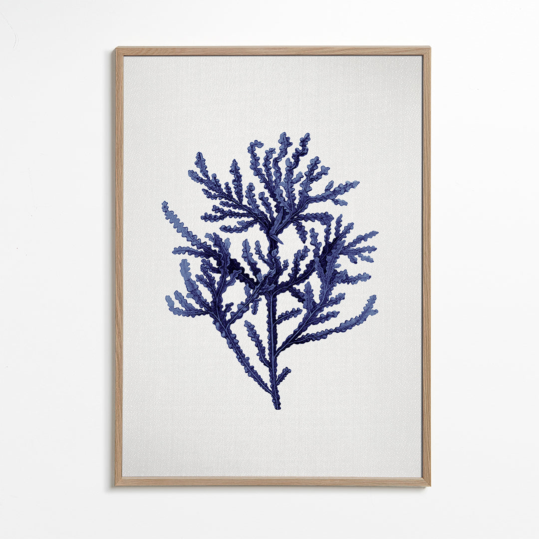 Seaweed 8