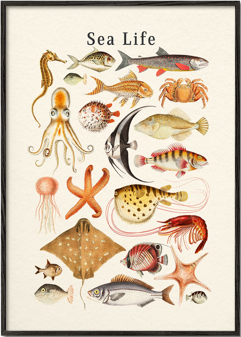 Sea Life Collection