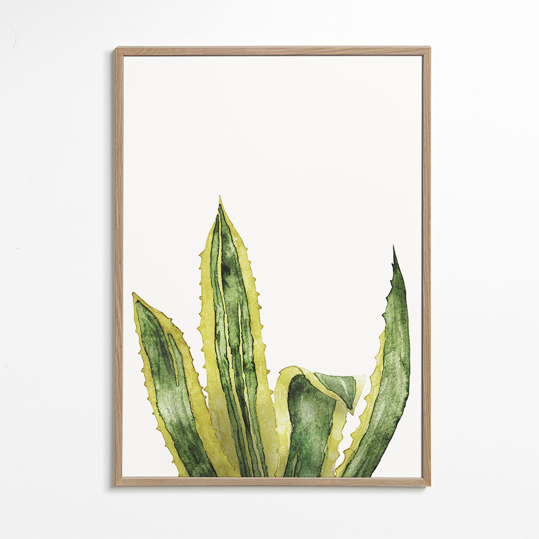Agave Leaves