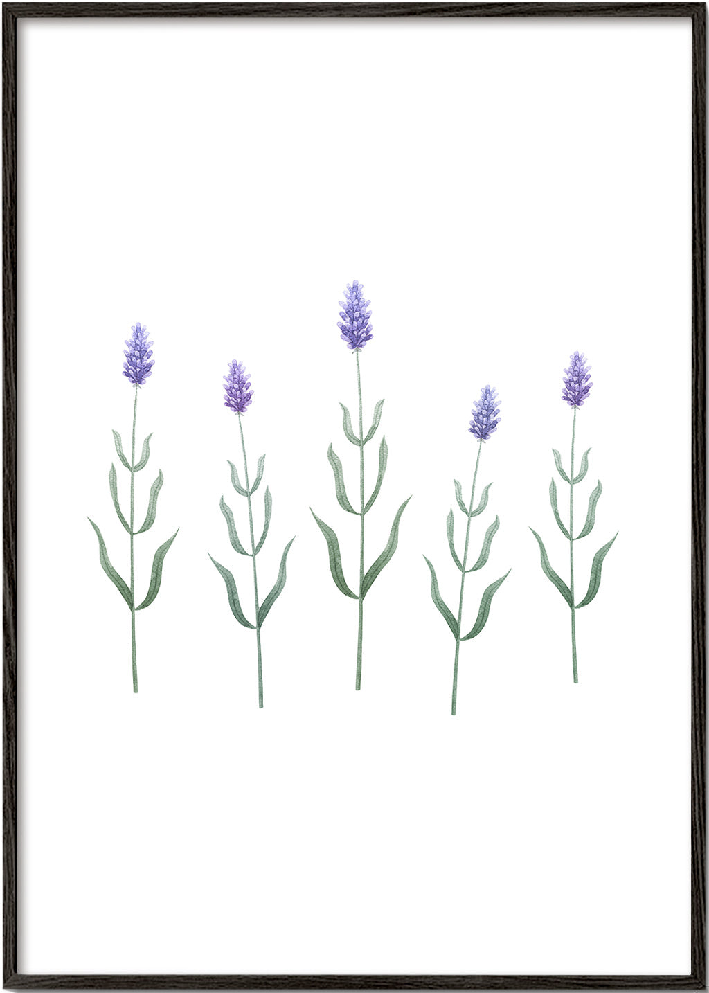 Lavender Blossoms