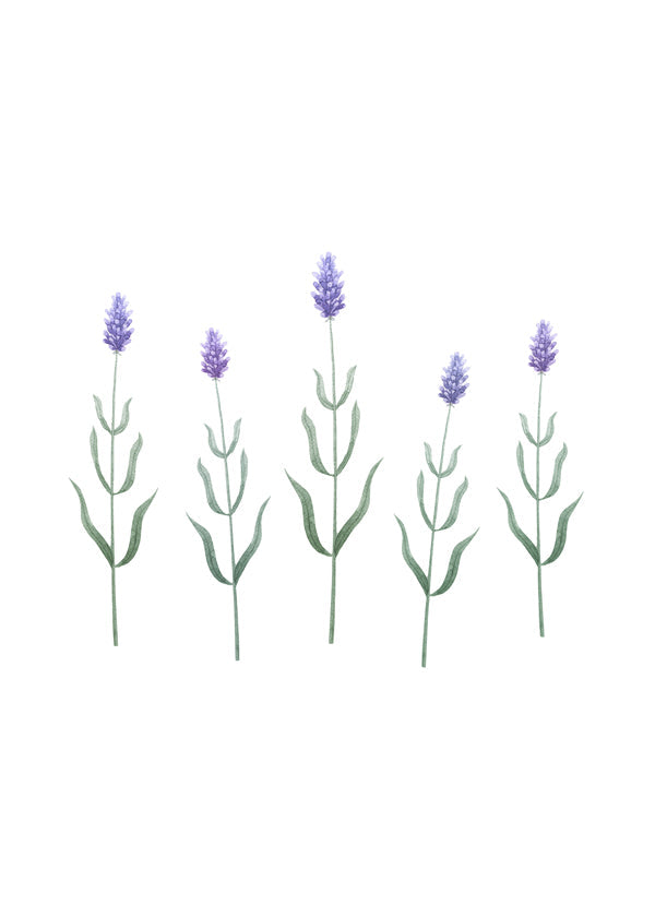 Lavender Blossoms