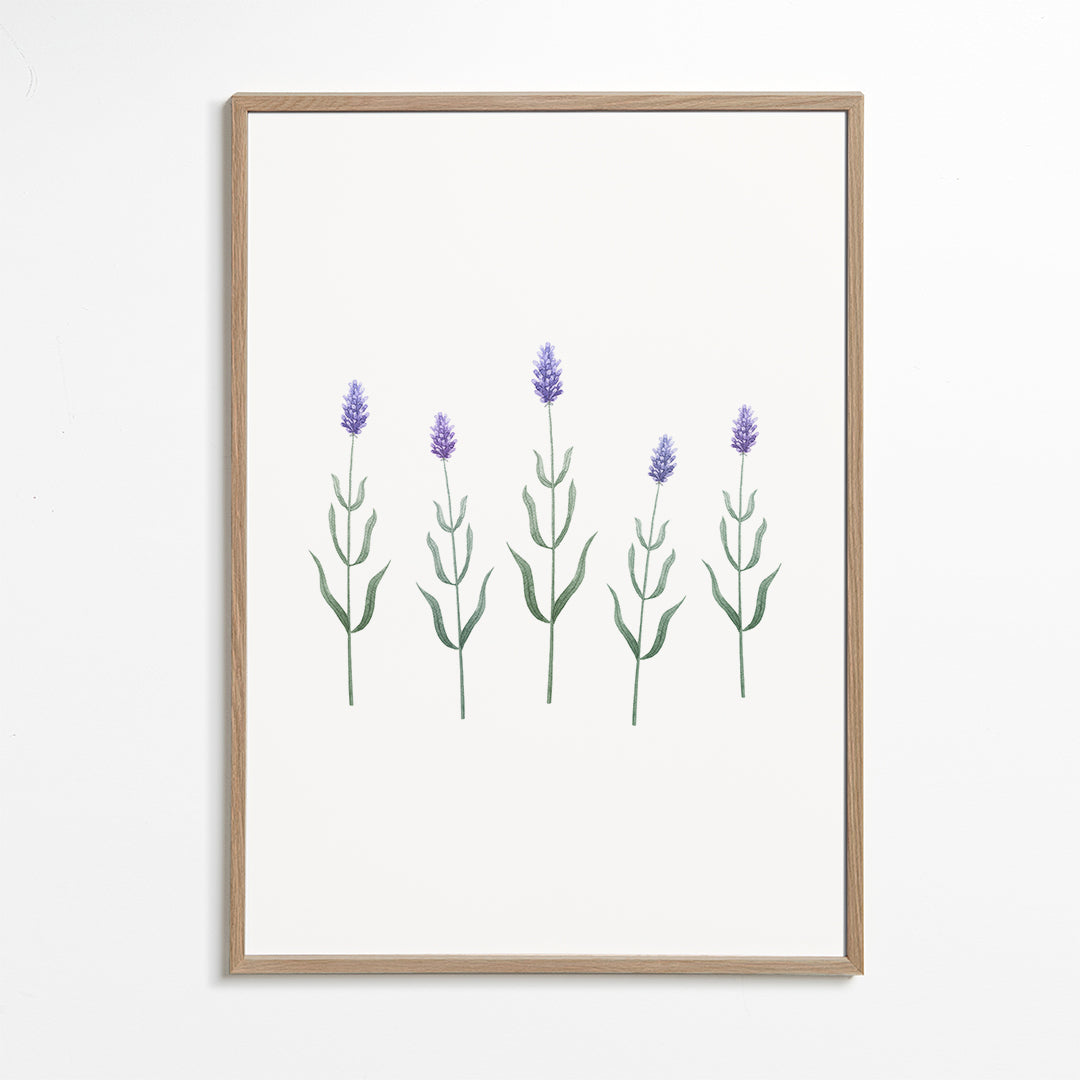 Lavender Blossoms
