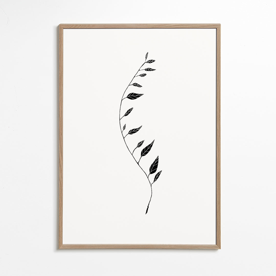 Black Leaf - 1x Studio II
