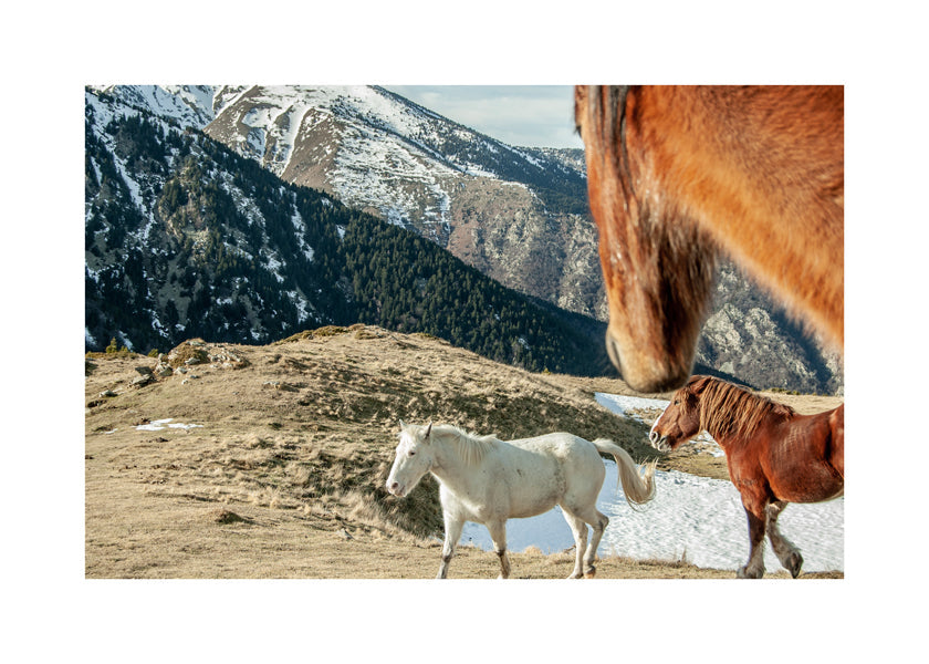 Wild Horses IX