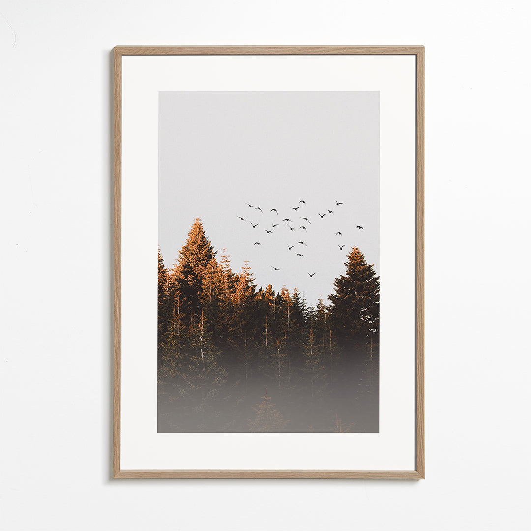 Birds above the forest