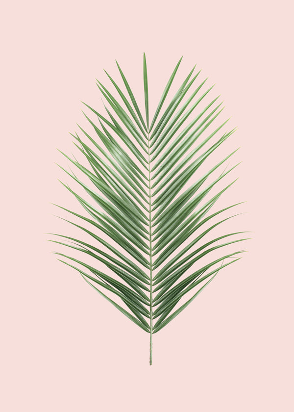 Blush tropical I