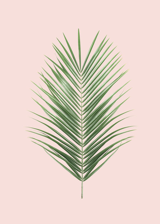 Blush tropical I