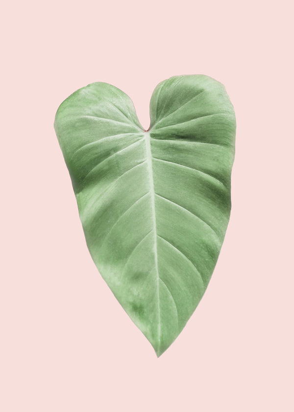 Blush tropical III