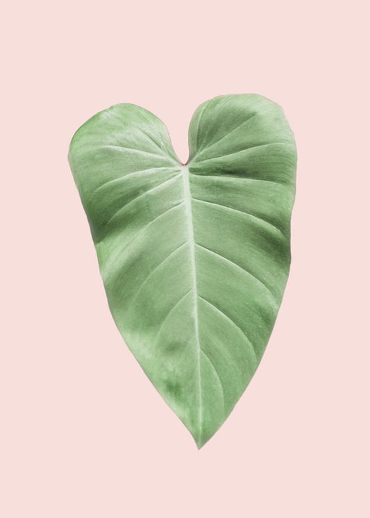 Blush tropical III