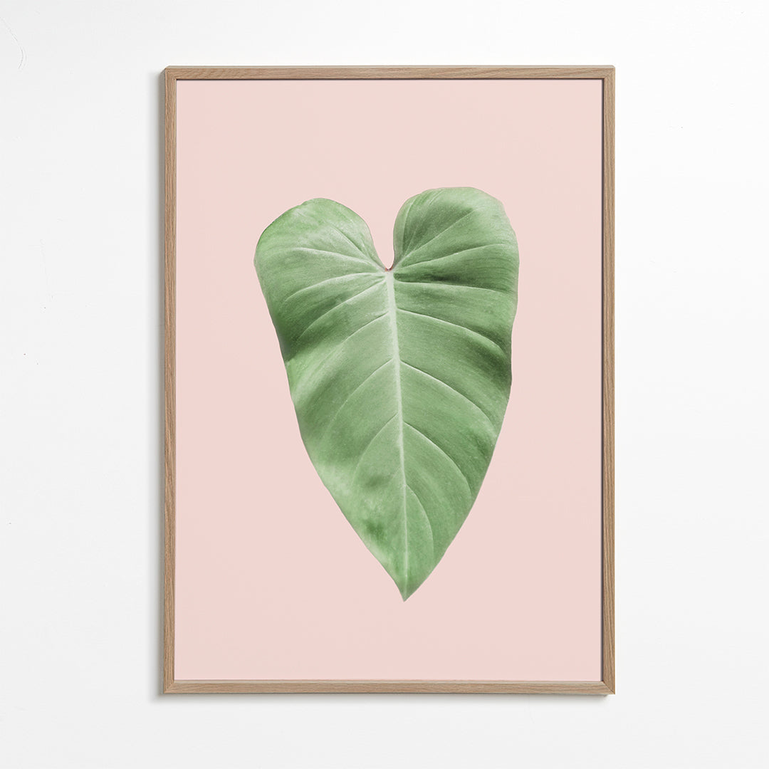 Blush tropical III