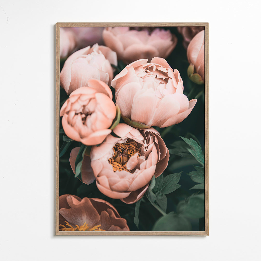 Pastel Peonies