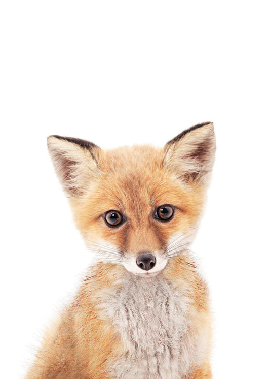 Baby Fox