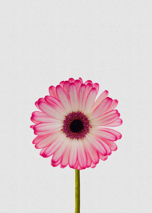 Daisy still life