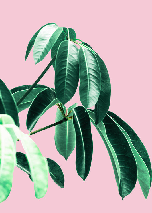 Pink Tropics  2