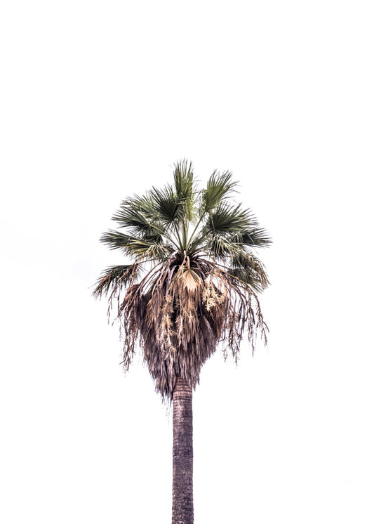 Palm beach 2