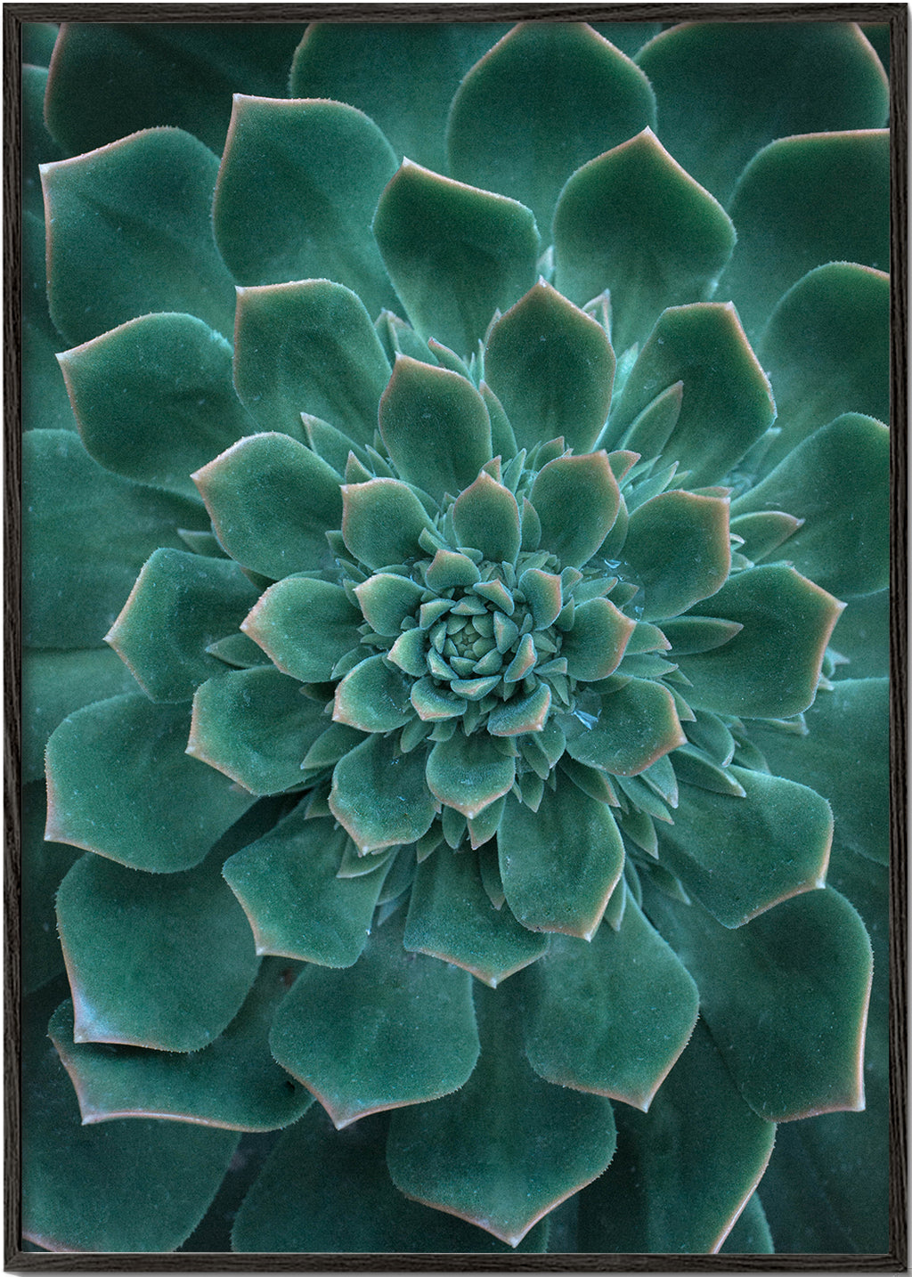 Green Succulent 2