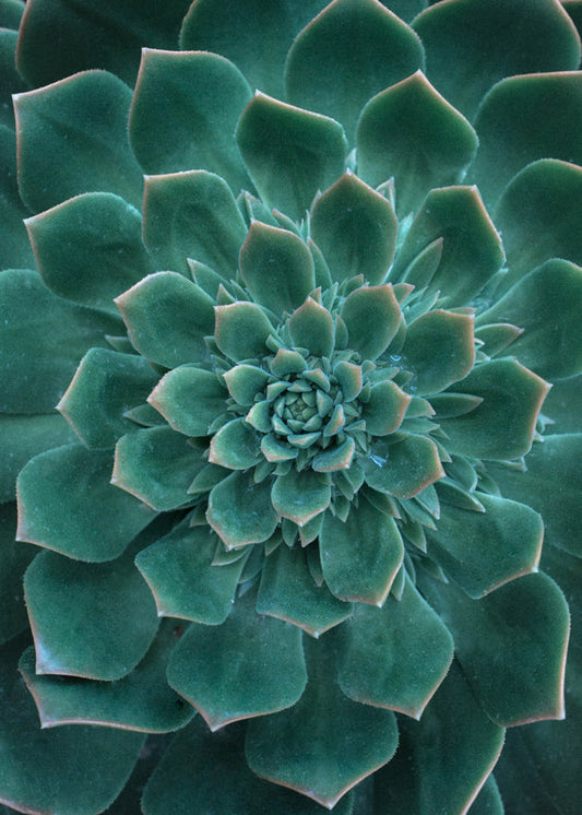 Green Succulent 2