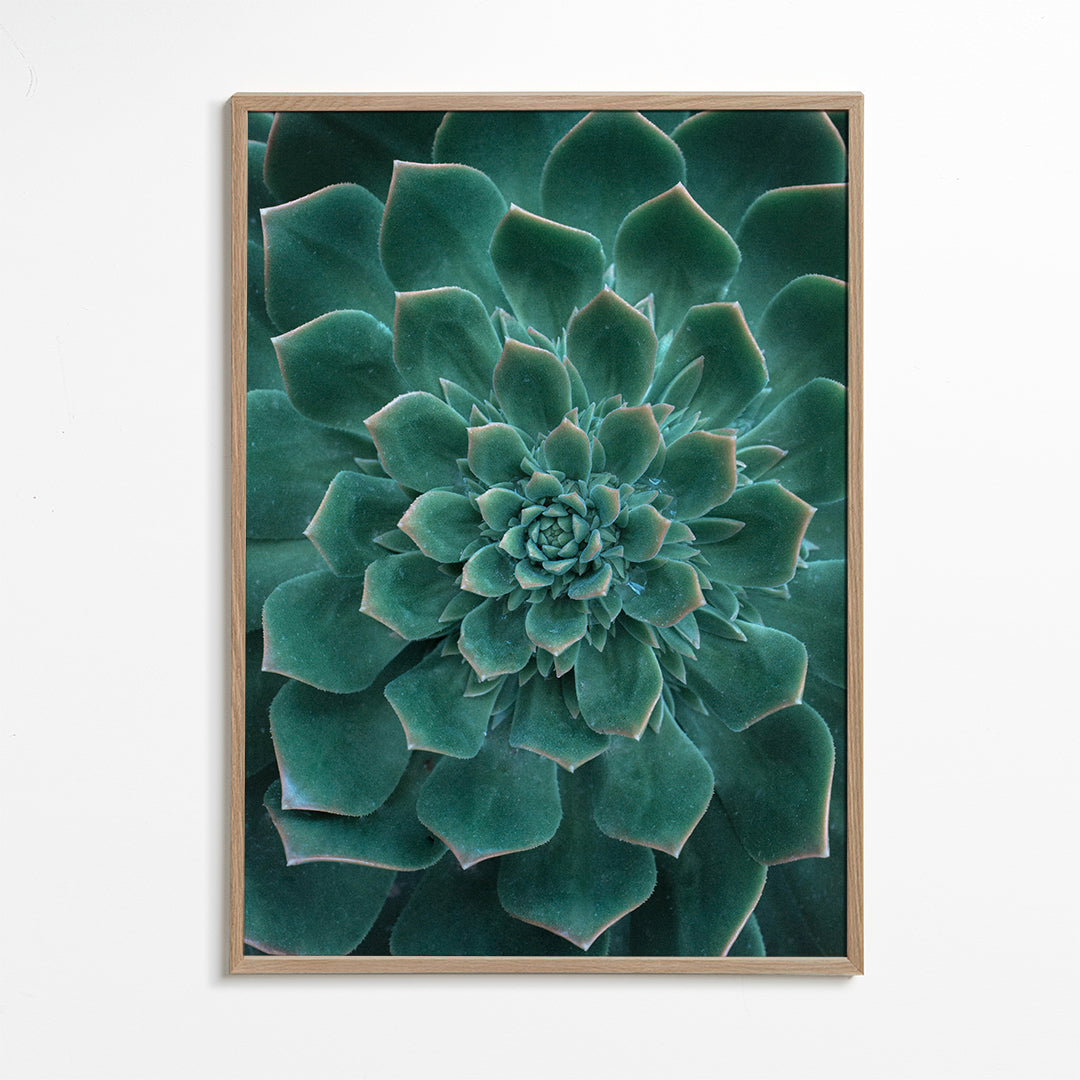 Green Succulent 2