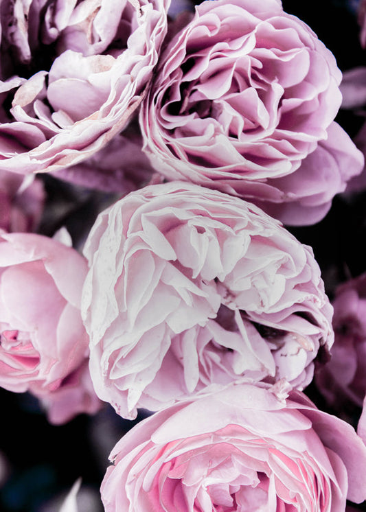 Pink Flowers II 2