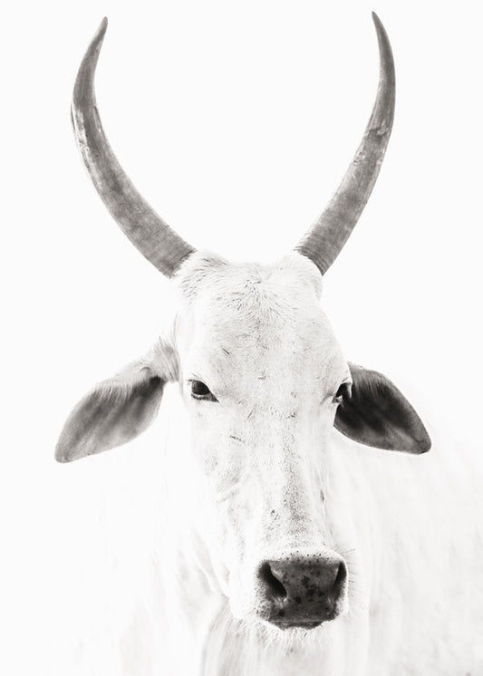 White Cow
