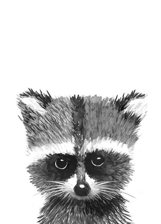 Baby racoon