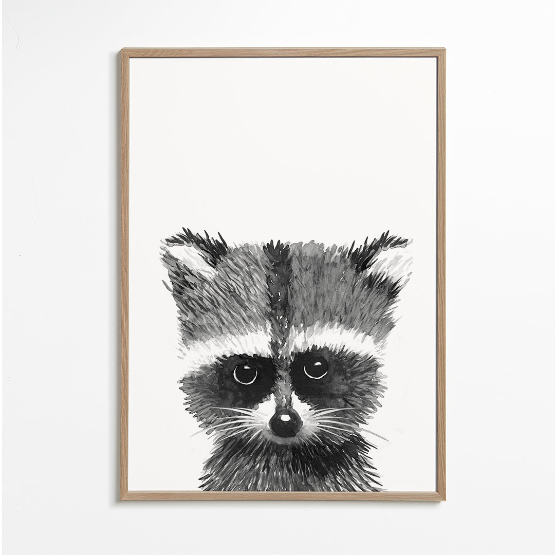Baby racoon