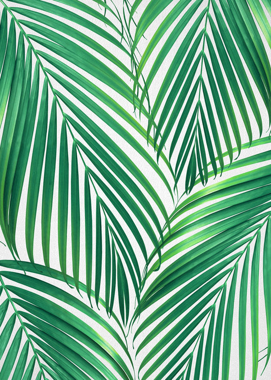 Palm Leaves