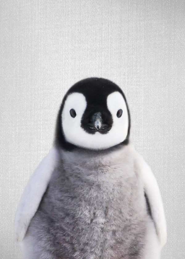 Baby Penguin
