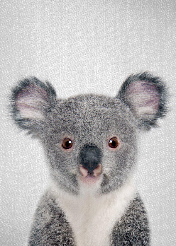 Baby Koala