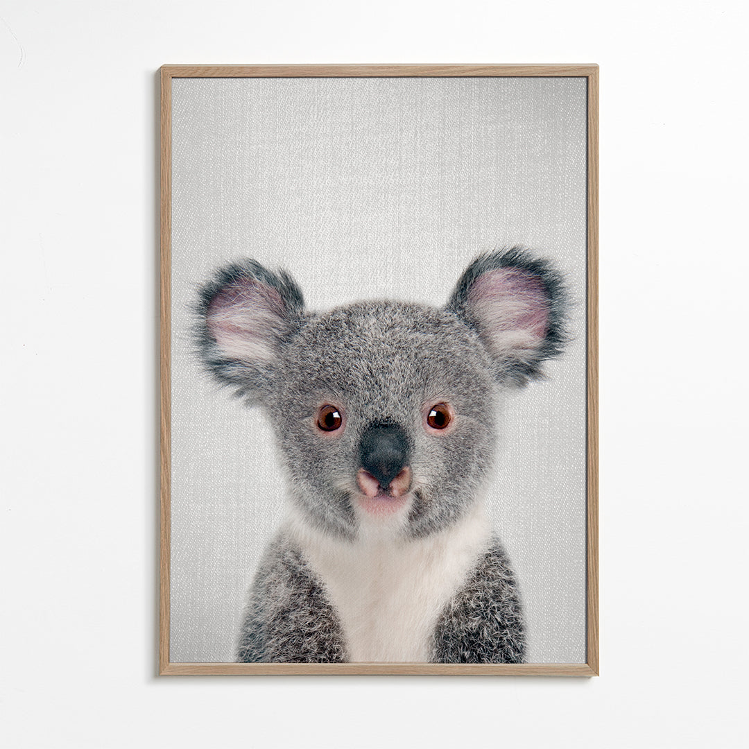 Baby Koala