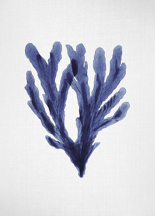 Seaweed 6
