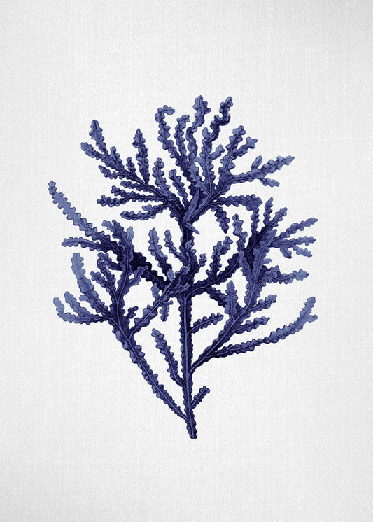 Seaweed 8