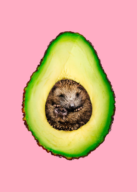 Hedgehogcado