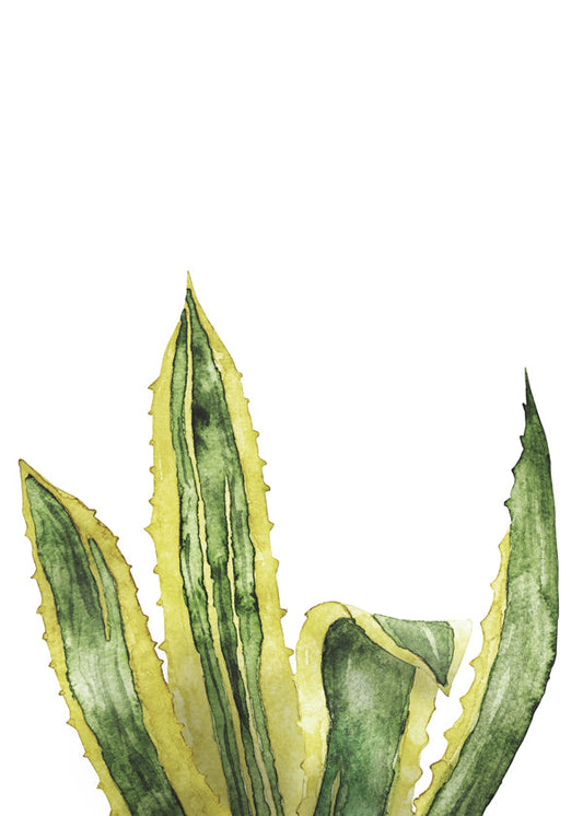 Agave Leaves