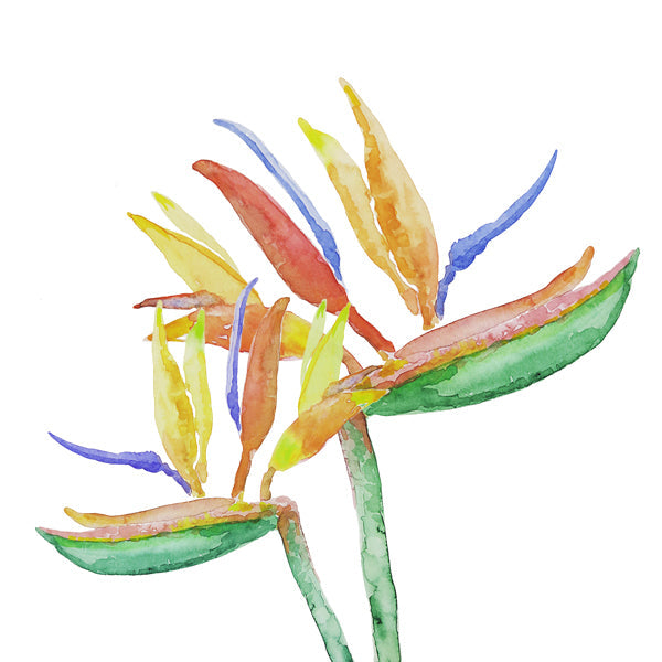 Strelitzia Blossoms III