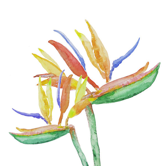 Strelitzia Blossoms III