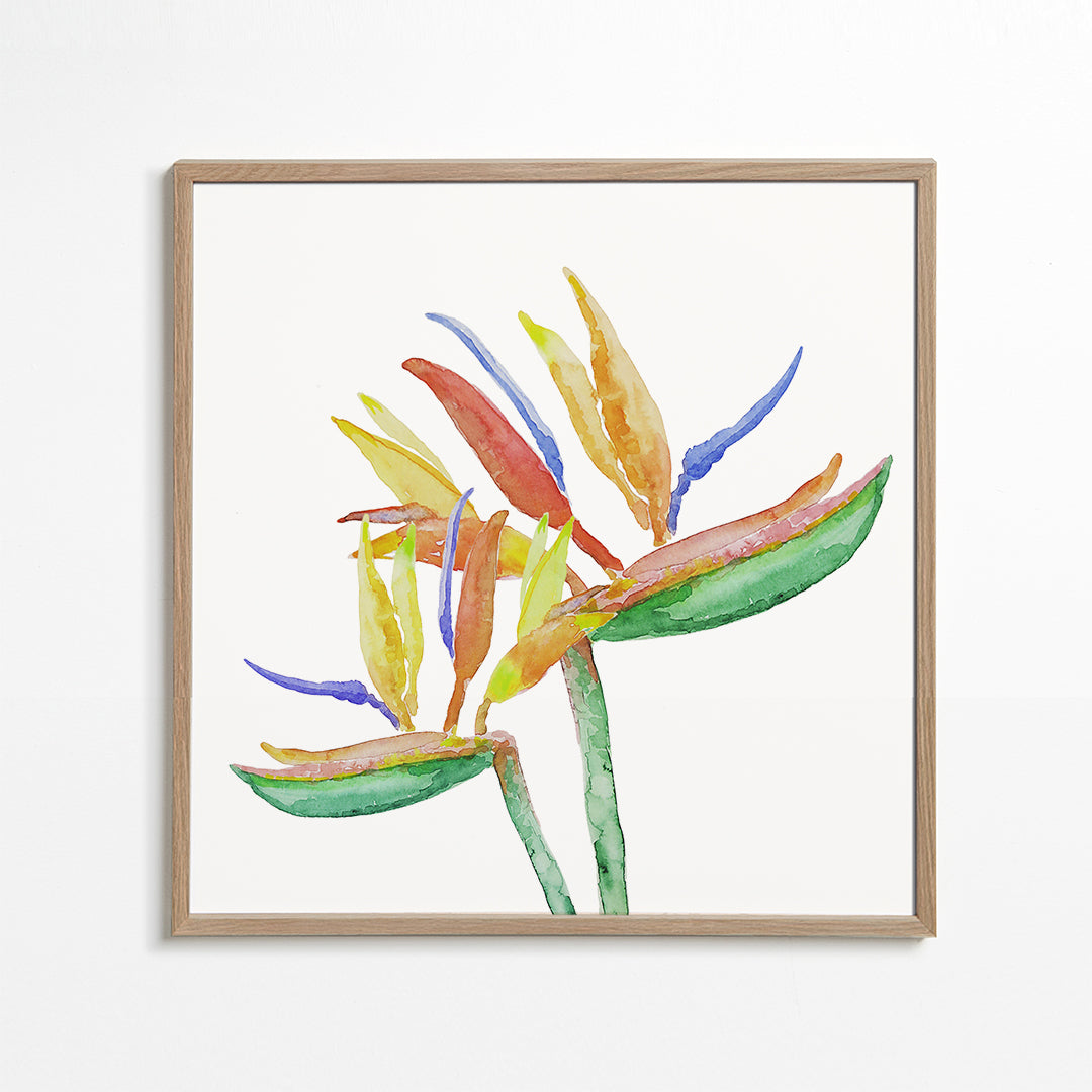 Strelitzia Blossoms III
