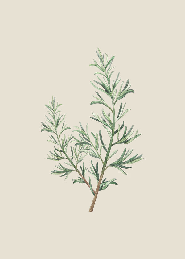 Rosemary Branch Beige